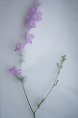 background of flowers, one delicate purple flower with leaves on a light background