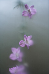 Close-up, purple flower in soft art blur filter. Abstract original background