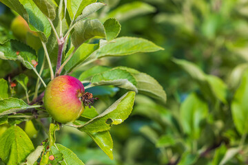 Close up view of red apple  on apple tree on summer day.