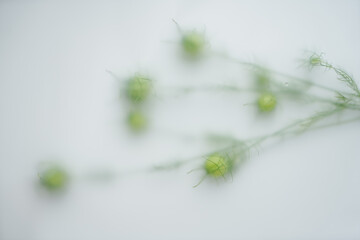 Green plant in blur filter, decorative element for bouquets on a white background