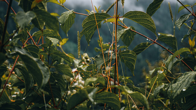 Green Wet Plants