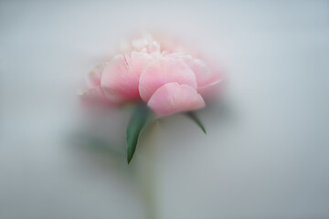 Abstract original composition. One large pink peony with a stem lies on a white background in a...