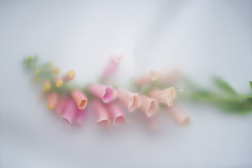 An unusual composition with a pink foxglove flower on a white background in a blur filter