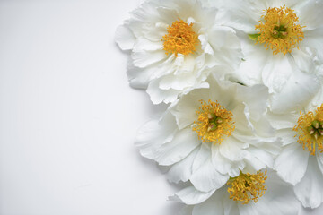 Fototapeta na wymiar Many white peonies with yellow center for wedding bouquet with space for text