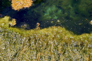 Algae infestation in the water