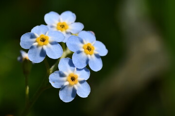 Obraz na płótnie Canvas blue flowers