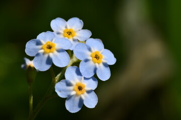 Fototapeta na wymiar blue flowers
