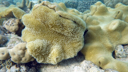 Beautiful coral reefs of the Red Sea.
