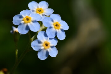 blue flowers