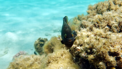 Beautiful fish on the Red Sea reef.