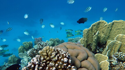 Beautiful fish on the Red Sea reef.