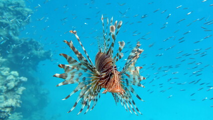 Lion Fish in the Red Sea in clear blue water hunting for food .