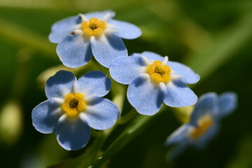 blue flowers