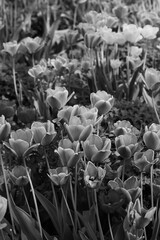 tulips in the garden in black and white 