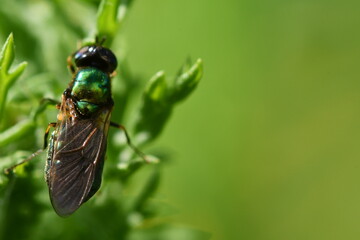 fly on leaf