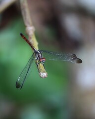 blood tail dragonfly on a branch