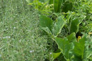 vegetable garden (oregano and egg plants and tomatoes)
