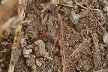 ants on the ground