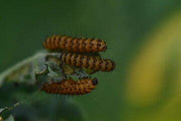 Cinnabar caterpillar on a leaf