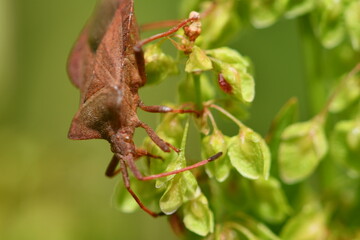 Coreidae, Leaf-footed bug, insects, macro photography