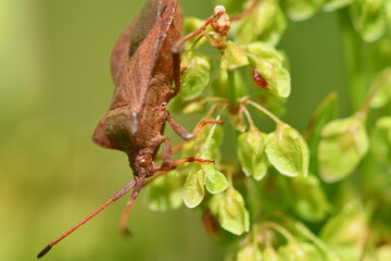 Coreidae, Leaf-footed bug, insects, macro photography