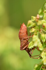 Coreidae, Leaf-footed bug, insects, macro photography