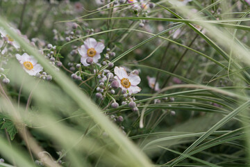 pale pink anemone flowers and buds in the garden
