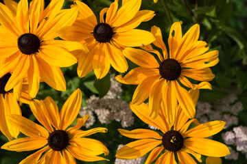 rudbeckia flowers in the sunlight