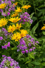 yellow and pink flowers in the garden
