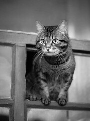 Beautiful tabby cat sits on the window. Black and white