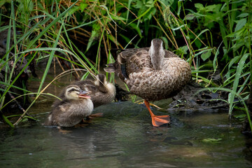 A family of spot billed ducks. Two little ducklings and mom duck resting on a rock in the river.