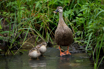 A family of spot billed ducks. Mom duck and two little ducklings resting on a rock in the river.