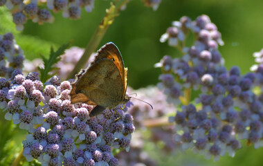 Papillon brun sur une fleur sauvage