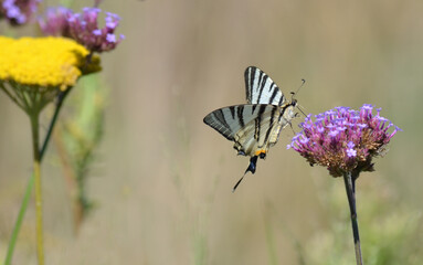 Imago du flambé, papillon noir et blanc