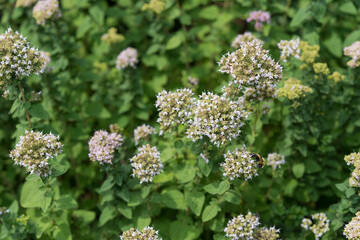 Obraz premium oregano in bloom