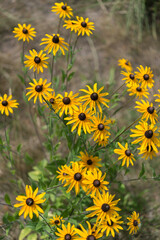 yellow flowers in the meadow