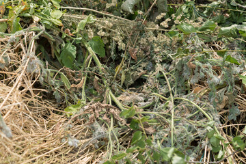 compost heap in the garden