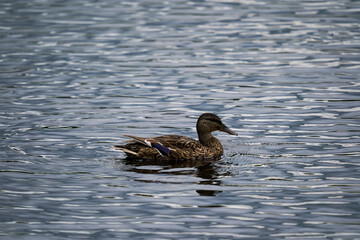 duck on the lake