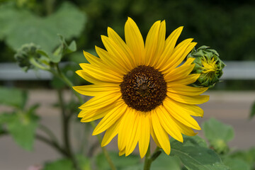 sunflower in the garden