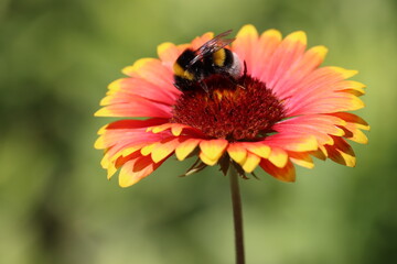 Bumblebee