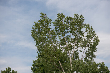 tree and sky on a hot, windy, summer day in the park