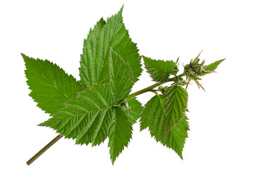 Blackberry leaf bunch