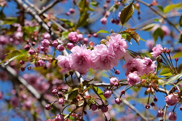 Fototapeta na wymiar Garden with blooming trees