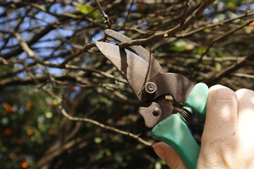 pruning a tree with scissors