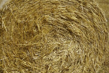 Close-up shot. Rolled bale of straw in the field. Texture. Background. Grass.