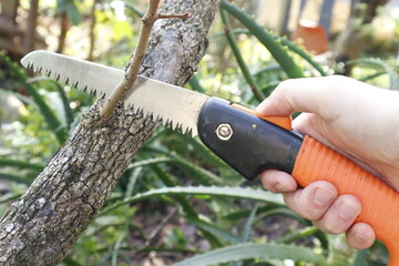 Fototapeta premium cutting the tree