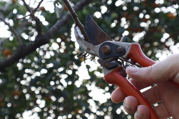 pruning a tree