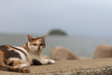 漁港の猫