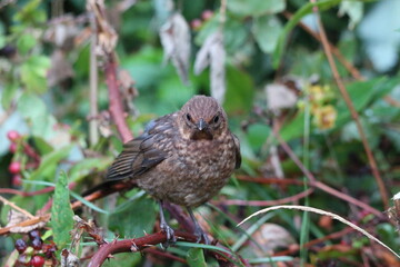 A baby Blackbird that has made a home for itself in this garden. This bird is now tame enough to land in my hand and come over for food. 