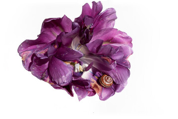 Obraz premium Purple parrot tulip with snail cut out on white background